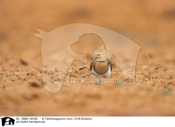 Spieflughuhn / pin-tailed sandgrouse / DMS-16056