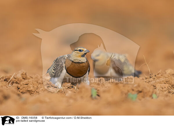 Spieflughuhn / pin-tailed sandgrouse / DMS-16058
