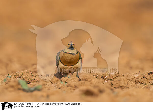 pin-tailed sandgrouse / DMS-16064