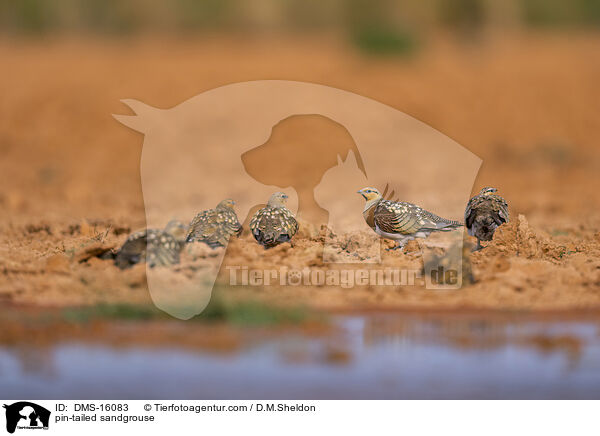 Spieflughuhn / pin-tailed sandgrouse / DMS-16083