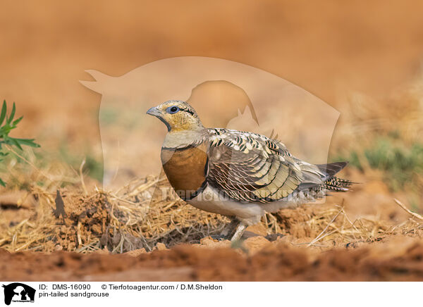 Spie�flughuhn / pin-tailed sandgrouse / DMS-16090