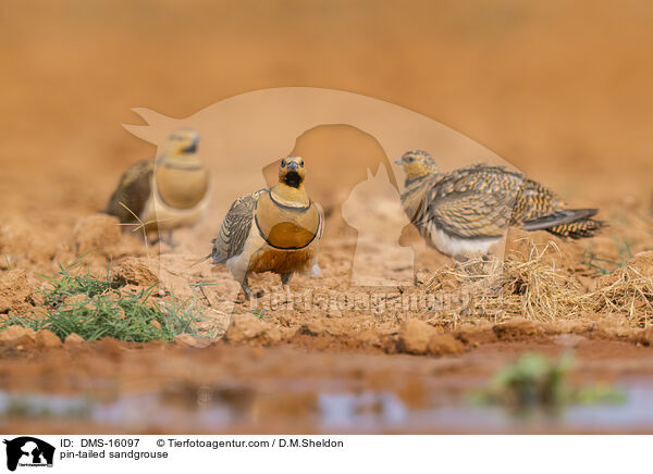 Spieflughuhn / pin-tailed sandgrouse / DMS-16097