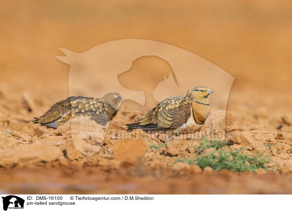 Spieflughuhn / pin-tailed sandgrouse / DMS-16100