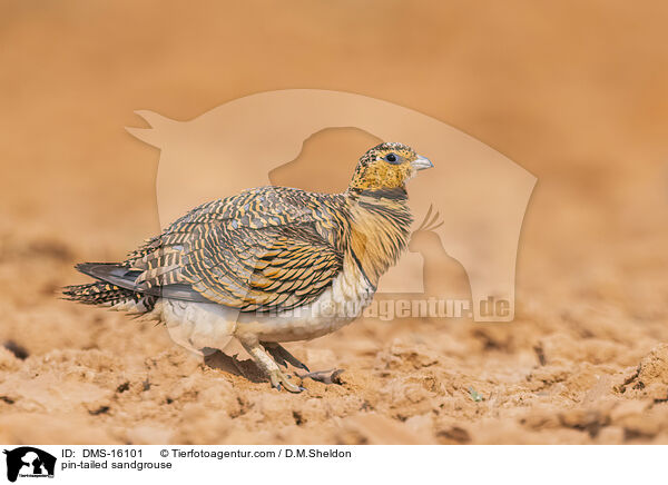 Spieflughuhn / pin-tailed sandgrouse / DMS-16101