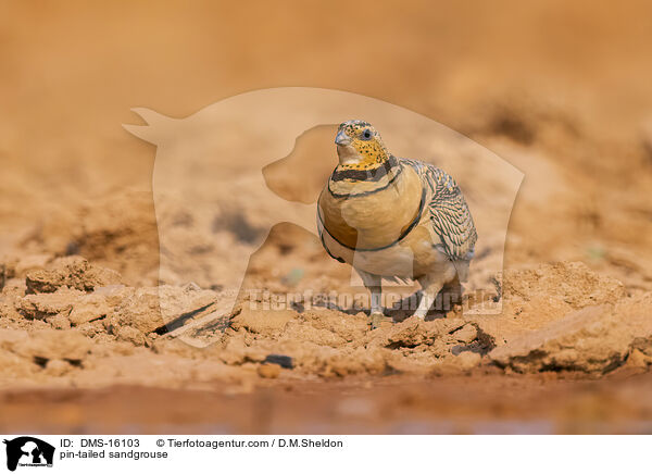 Spie�flughuhn / pin-tailed sandgrouse / DMS-16103