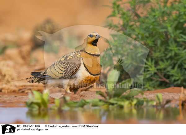 Spie�flughuhn / pin-tailed sandgrouse / DMS-16106