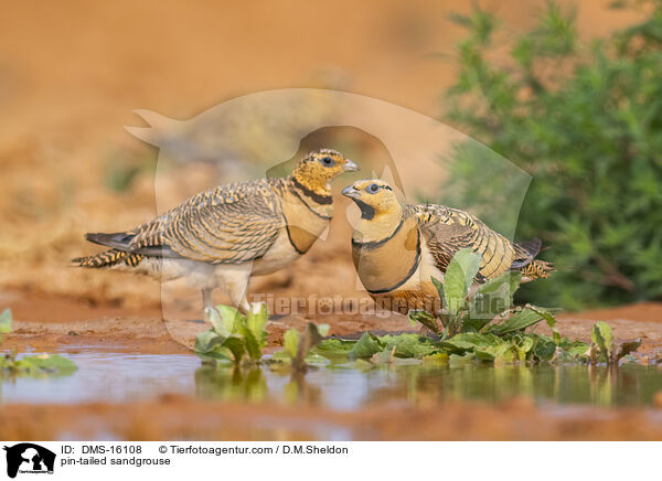 Spieflughuhn / pin-tailed sandgrouse / DMS-16108