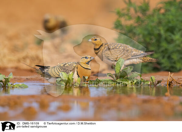 Spieflughuhn / pin-tailed sandgrouse / DMS-16109