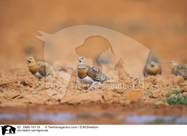 pin-tailed sandgrouse / DMS-16116