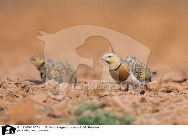pin-tailed sandgrouse / DMS-16119