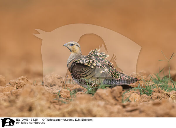 pin-tailed sandgrouse / DMS-16125