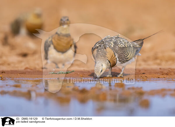 pin-tailed sandgrouse / DMS-16129