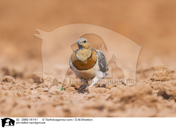 pin-tailed sandgrouse / DMS-16141