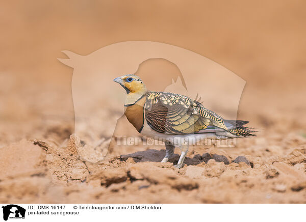 Spieflughuhn / pin-tailed sandgrouse / DMS-16147