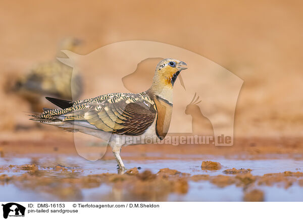 Spieflughuhn / pin-tailed sandgrouse / DMS-16153
