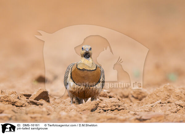 Spieflughuhn / pin-tailed sandgrouse / DMS-16161