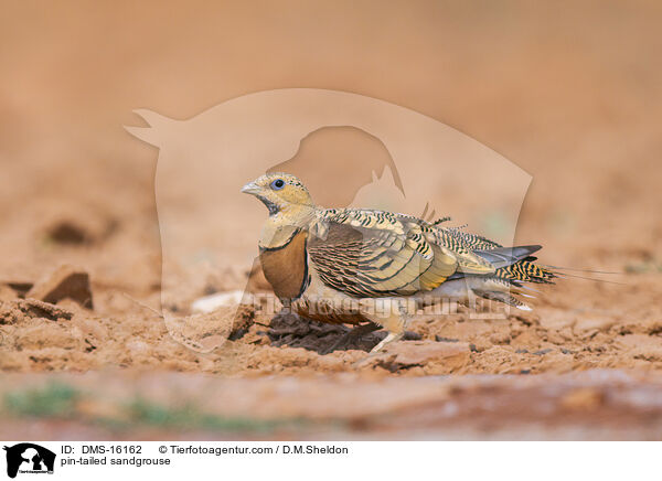 Spieflughuhn / pin-tailed sandgrouse / DMS-16162