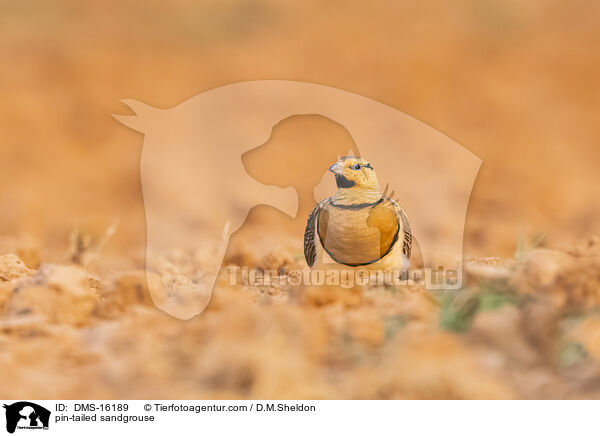 Spieflughuhn / pin-tailed sandgrouse / DMS-16189
