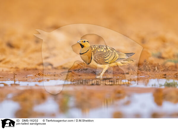 Spieflughuhn / pin-tailed sandgrouse / DMS-16202