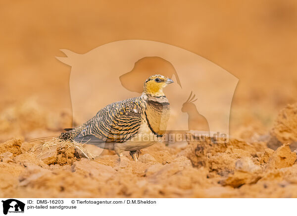 Spieflughuhn / pin-tailed sandgrouse / DMS-16203