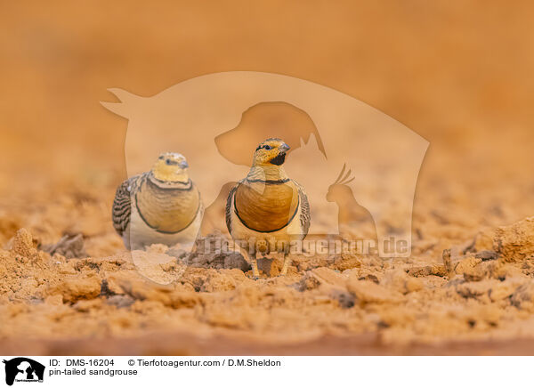 Spieflughuhn / pin-tailed sandgrouse / DMS-16204