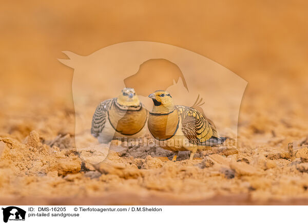 Spieflughuhn / pin-tailed sandgrouse / DMS-16205