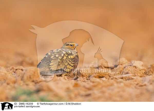 Spieflughuhn / pin-tailed sandgrouse / DMS-16209