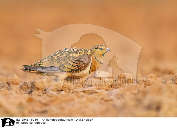 Spieflughuhn / pin-tailed sandgrouse / DMS-16210