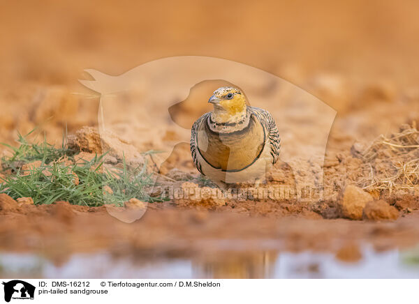 Spieflughuhn / pin-tailed sandgrouse / DMS-16212