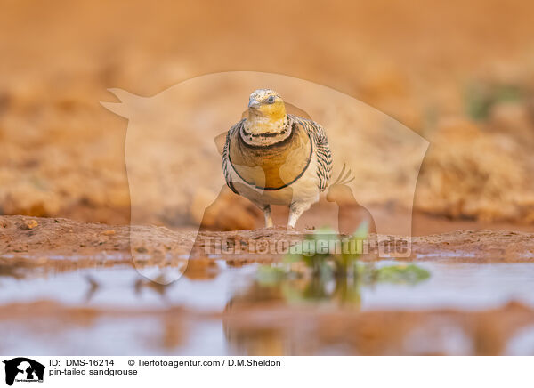 Spieflughuhn / pin-tailed sandgrouse / DMS-16214