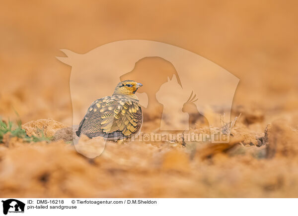 Spieflughuhn / pin-tailed sandgrouse / DMS-16218