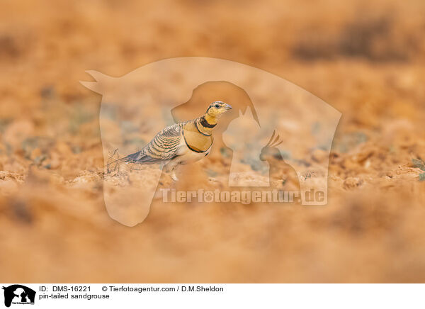 Spieflughuhn / pin-tailed sandgrouse / DMS-16221