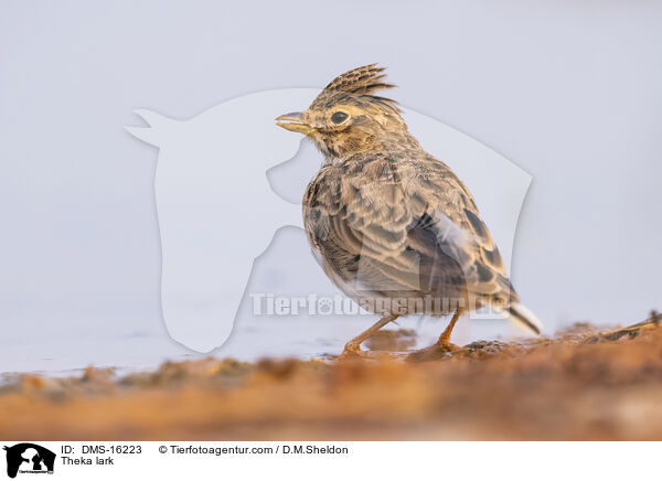 Theka lark / DMS-16223