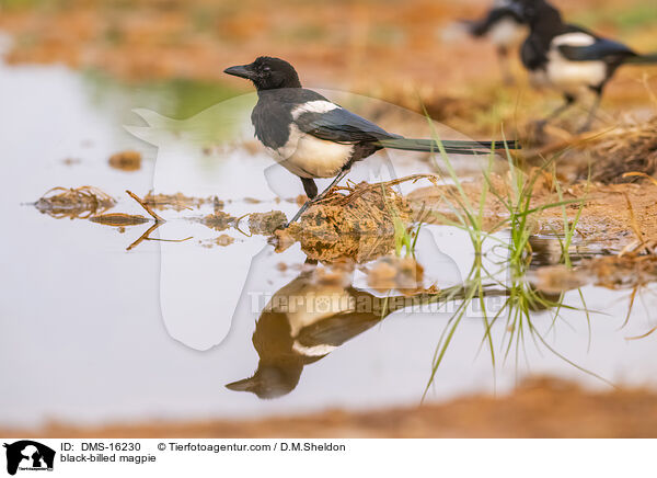 Elster / black-billed magpie / DMS-16230