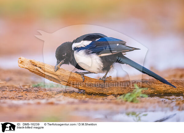 Elster / black-billed magpie / DMS-16239