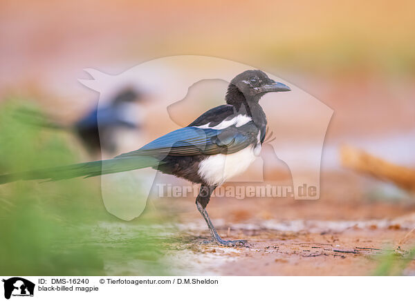 Elster / black-billed magpie / DMS-16240