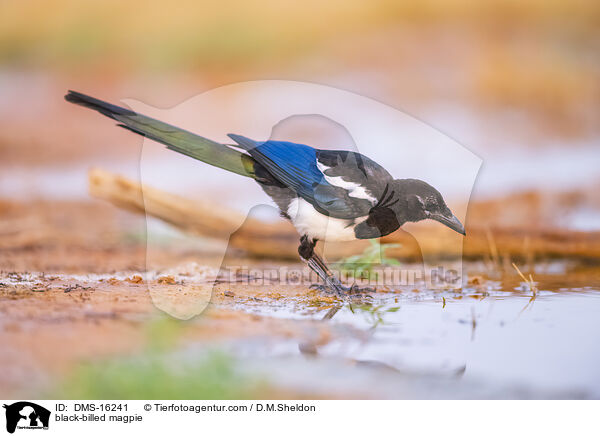black-billed magpie / DMS-16241