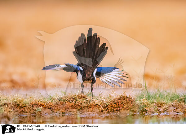 Elster / black-billed magpie / DMS-16248