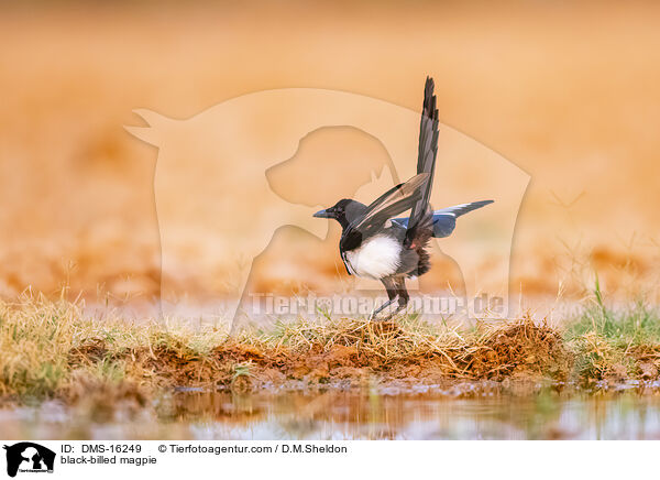 Elster / black-billed magpie / DMS-16249