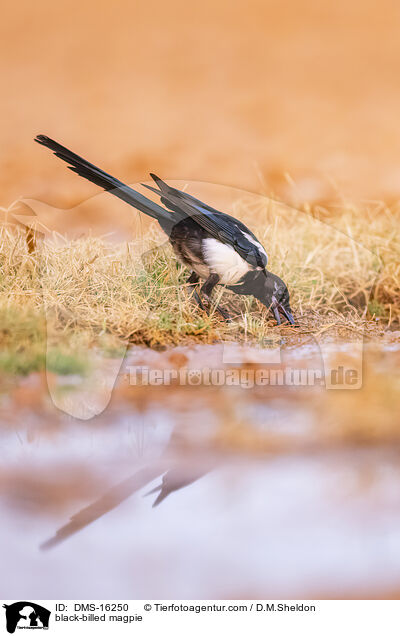 black-billed magpie / DMS-16250