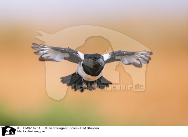 Elster / black-billed magpie / DMS-16251