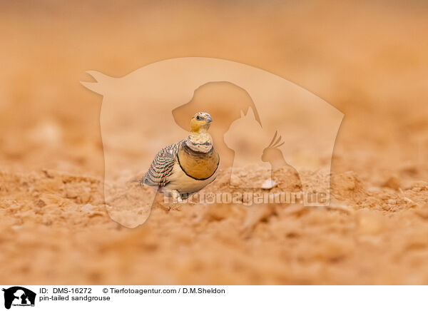 Spieflughuhn / pin-tailed sandgrouse / DMS-16272