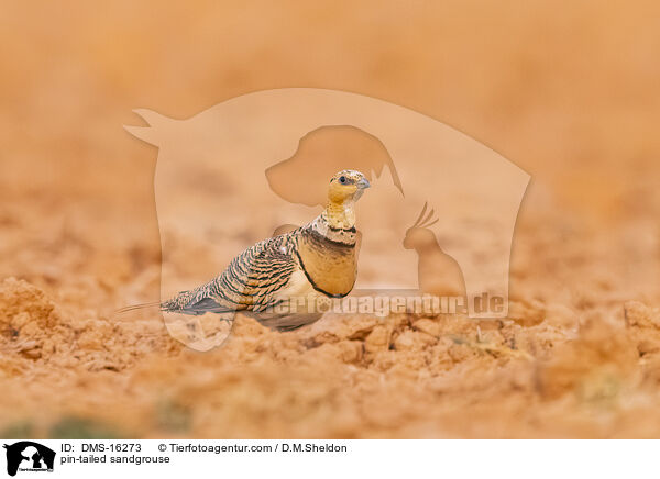 pin-tailed sandgrouse / DMS-16273