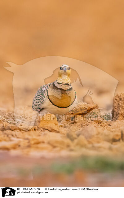 Spieflughuhn / pin-tailed sandgrouse / DMS-16276