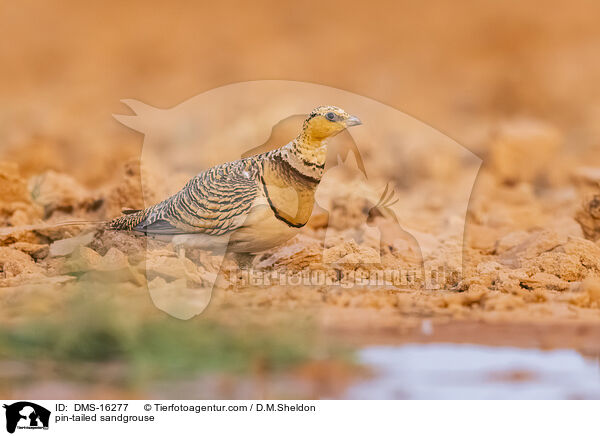 Spieflughuhn / pin-tailed sandgrouse / DMS-16277
