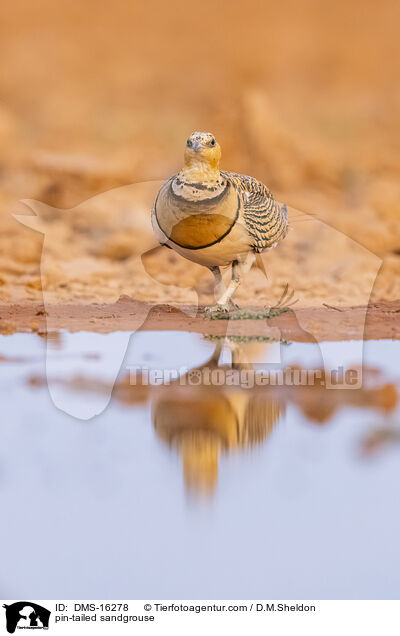 pin-tailed sandgrouse / DMS-16278