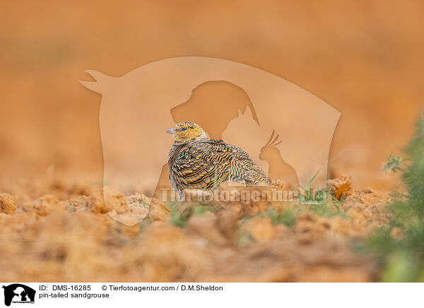 Spieflughuhn / pin-tailed sandgrouse / DMS-16285