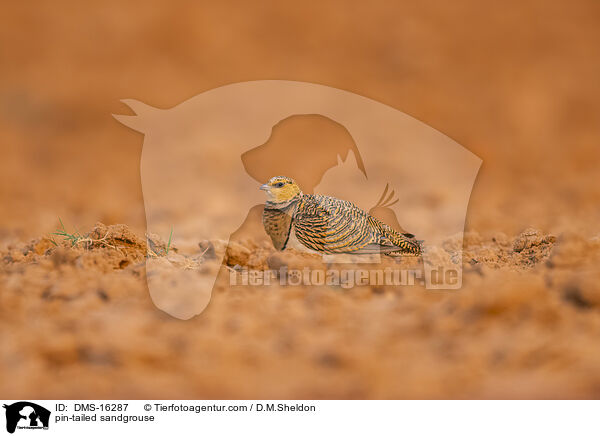 Spieflughuhn / pin-tailed sandgrouse / DMS-16287