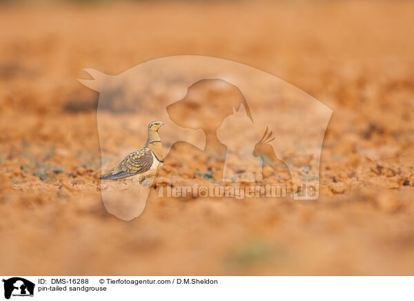 pin-tailed sandgrouse / DMS-16288