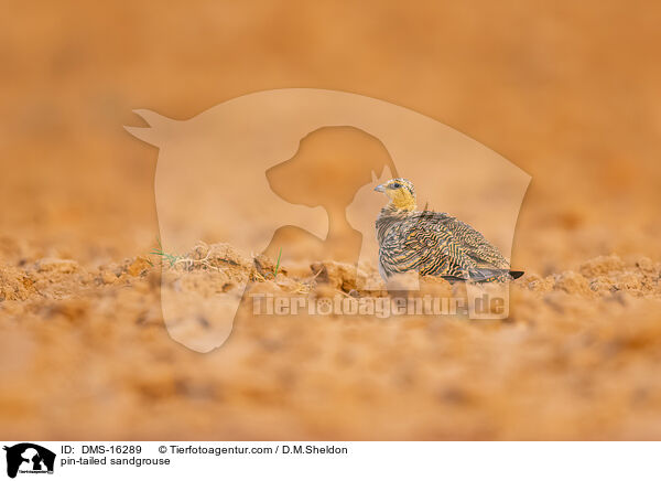 pin-tailed sandgrouse / DMS-16289